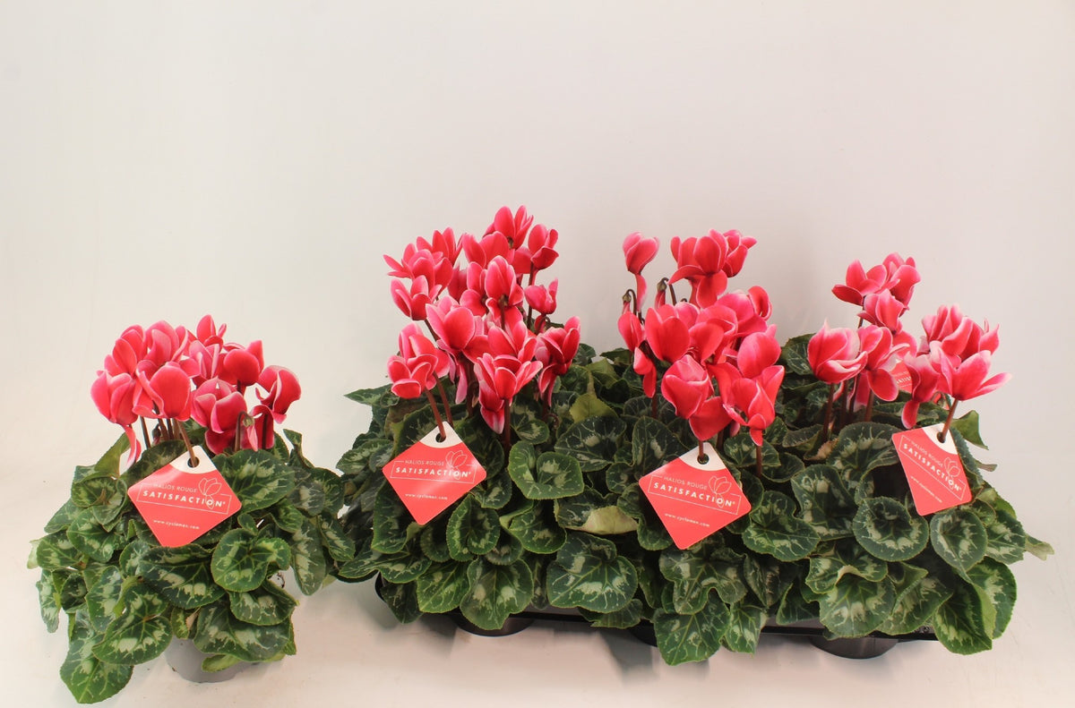 Cyclamen Halios Red Satisfaction 27cm 13cm Pot