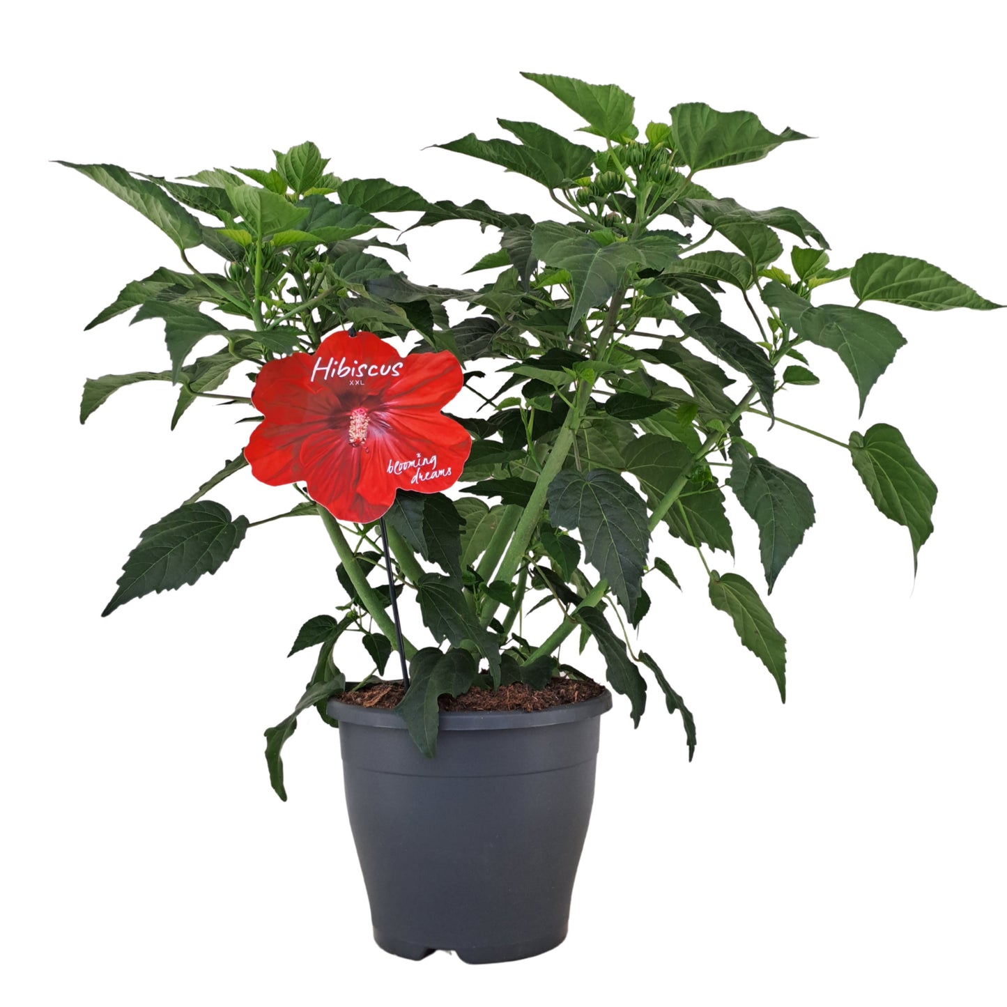 AltaNova Hibiscus mos. Guido Oak Red Pack of 1