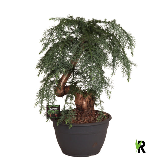 Araucaria 75cm 30cm Pot