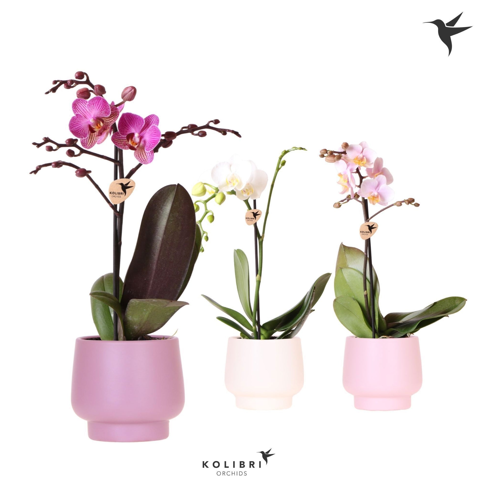 OK Plant Kolibri Orchids Phalaenopsis mix 1 spike in Scandic pot mix Pack of 6