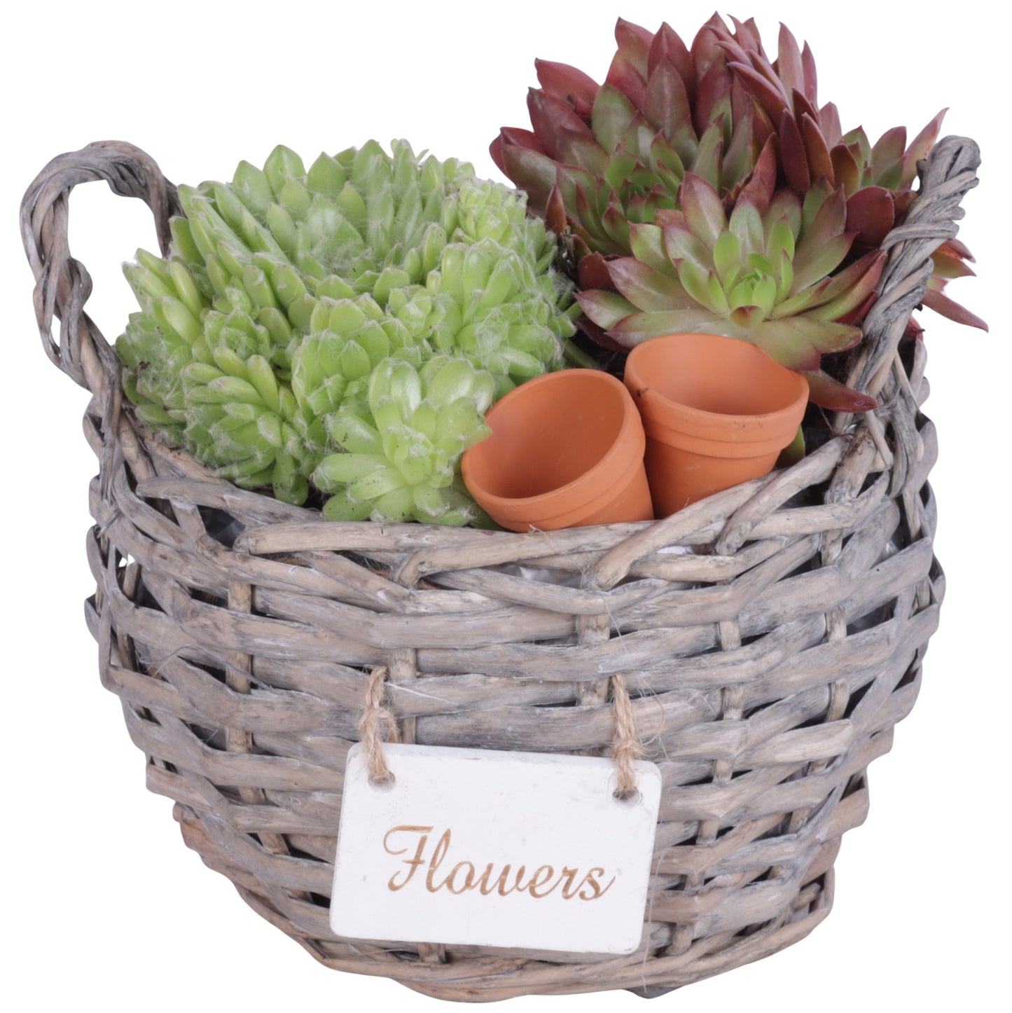 arr. Sempervivum 20cm 18cm Pot