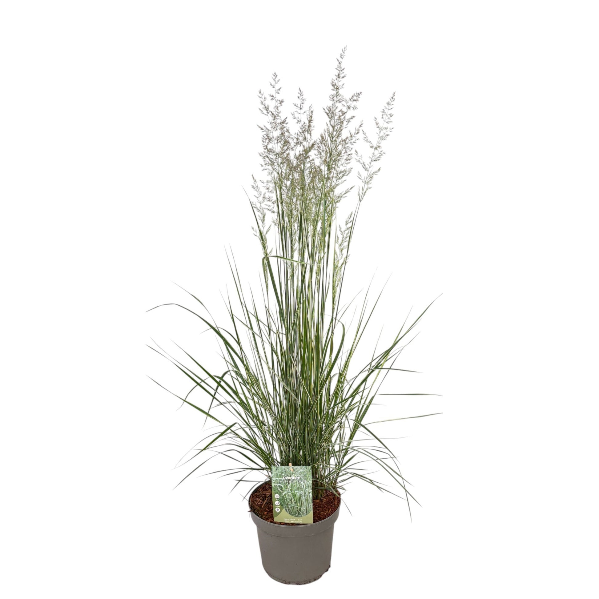 Calamagrostis Overdam 50cm 23cm Pot
