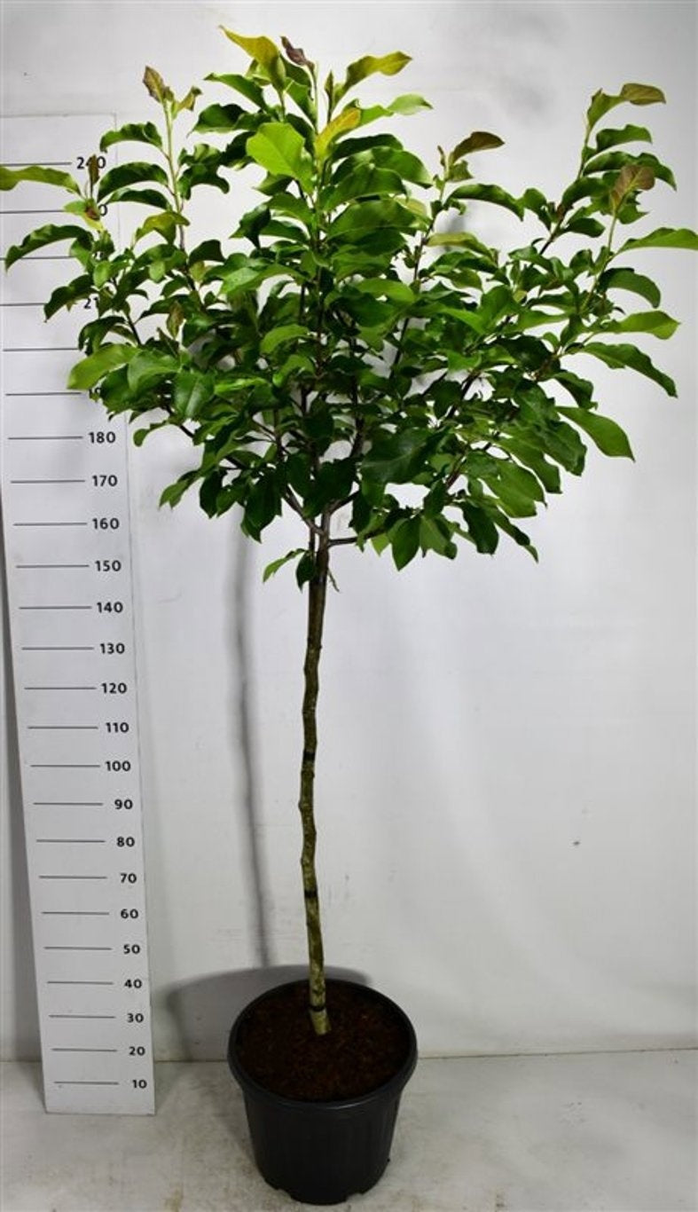Magnolia soulangeana 240cm 48cm Pot