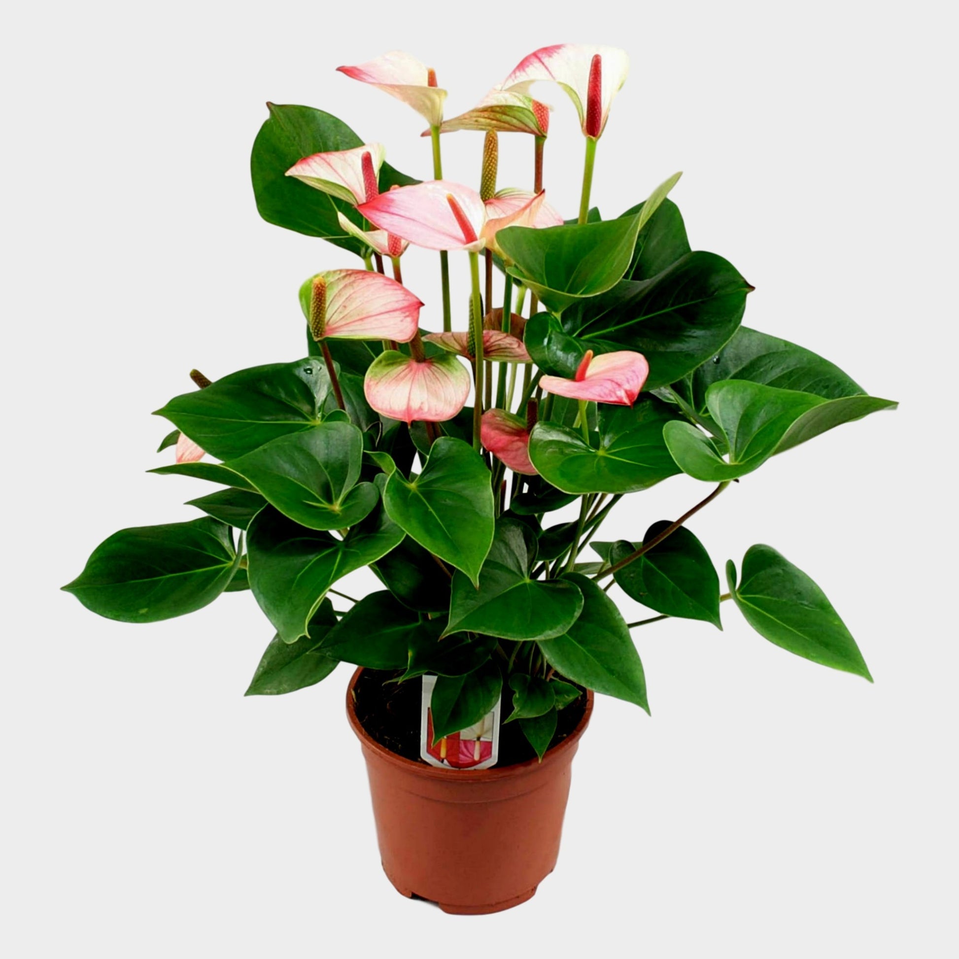 Anthogether Evanty Anthurium Princess Amalia Elegance Pack of 6