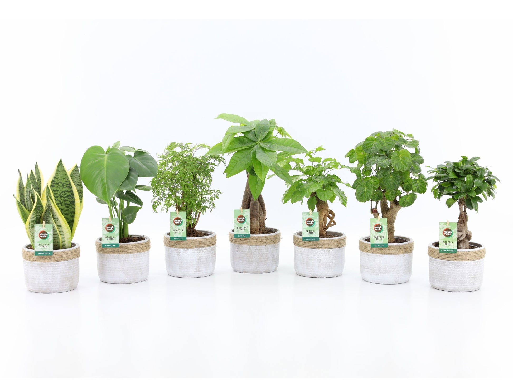 Foliage houseplants mix 35cm 13cm Pot