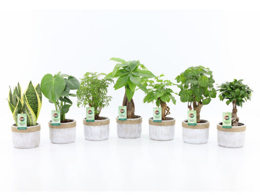 Foliage houseplants mix 35cm 13cm Pot