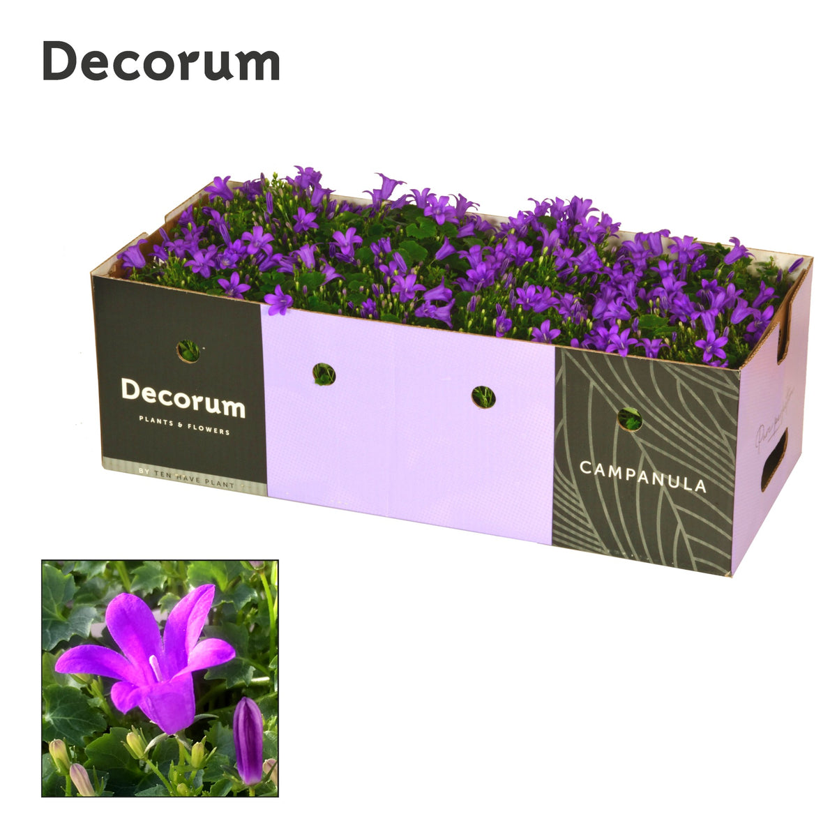 Campanula Porto 17cm 11cm Pot