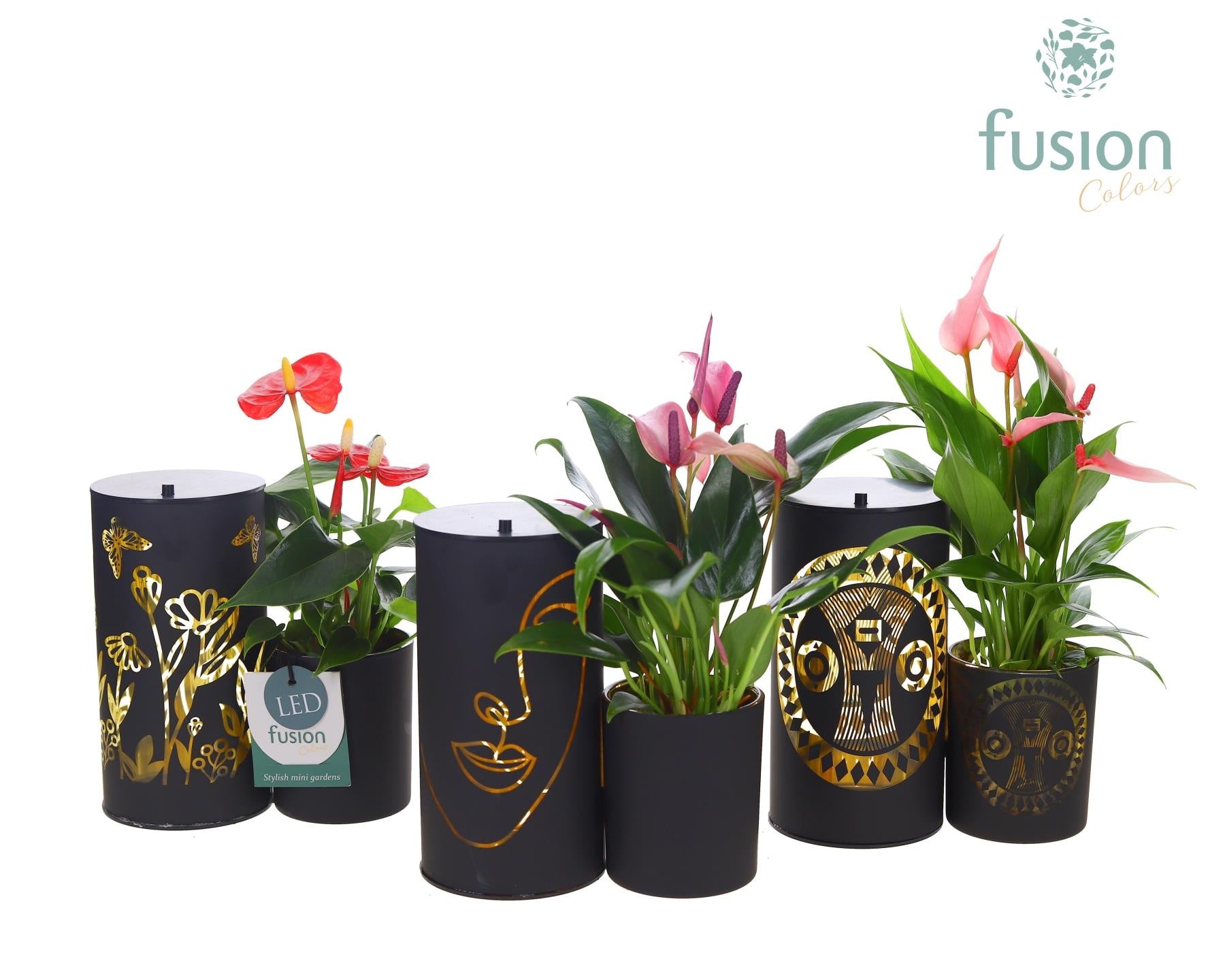 Fusioncolors BV Glas LED Duo met Anthurium Pack of 7