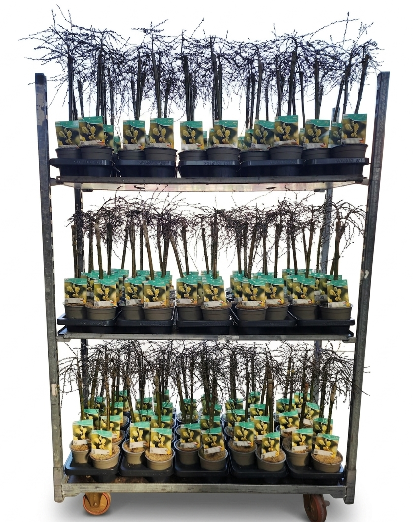 Salix repens Iona 50cm 14cm Pot