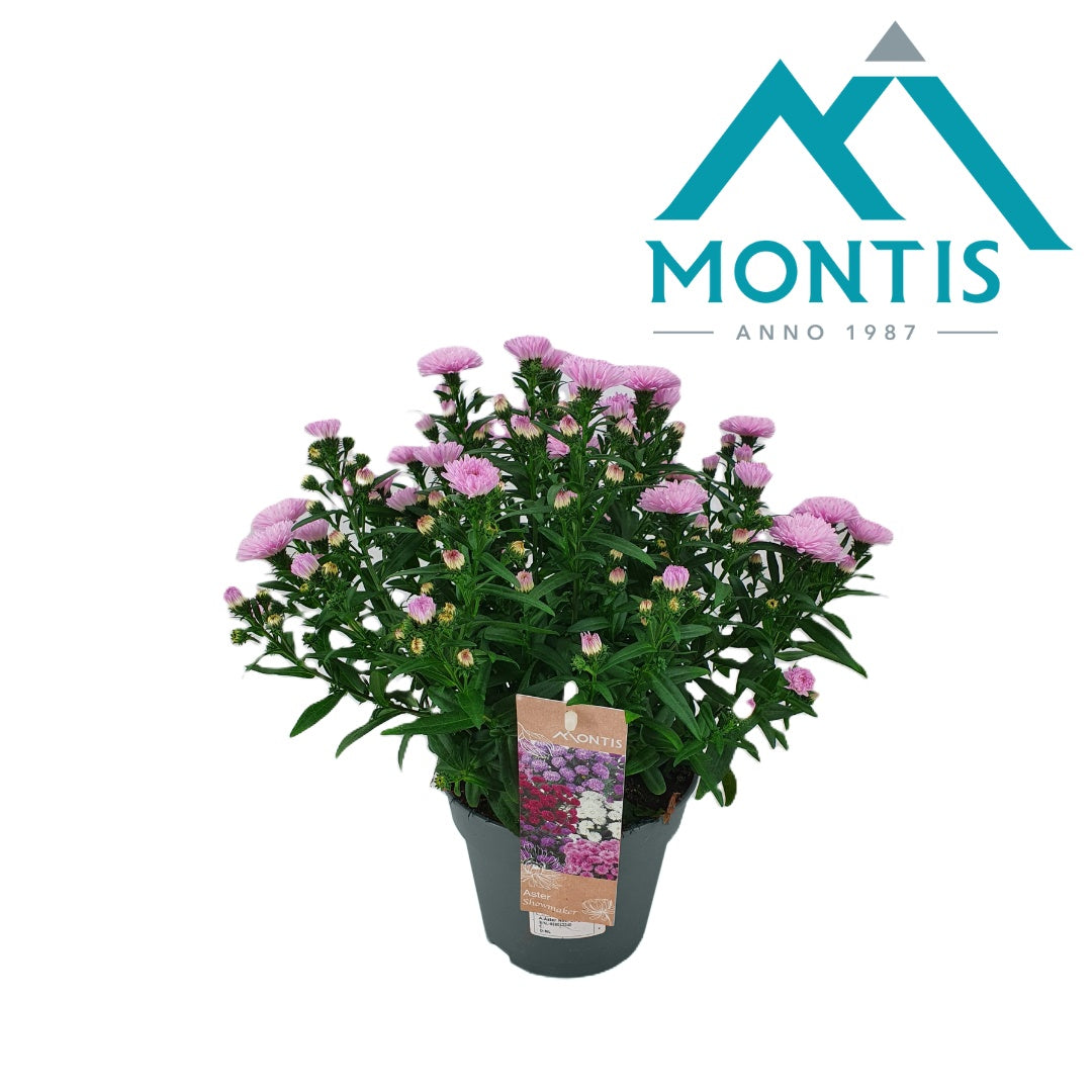 Aster nb. Showmakers Pretty Pink 30cm 14cm Pot