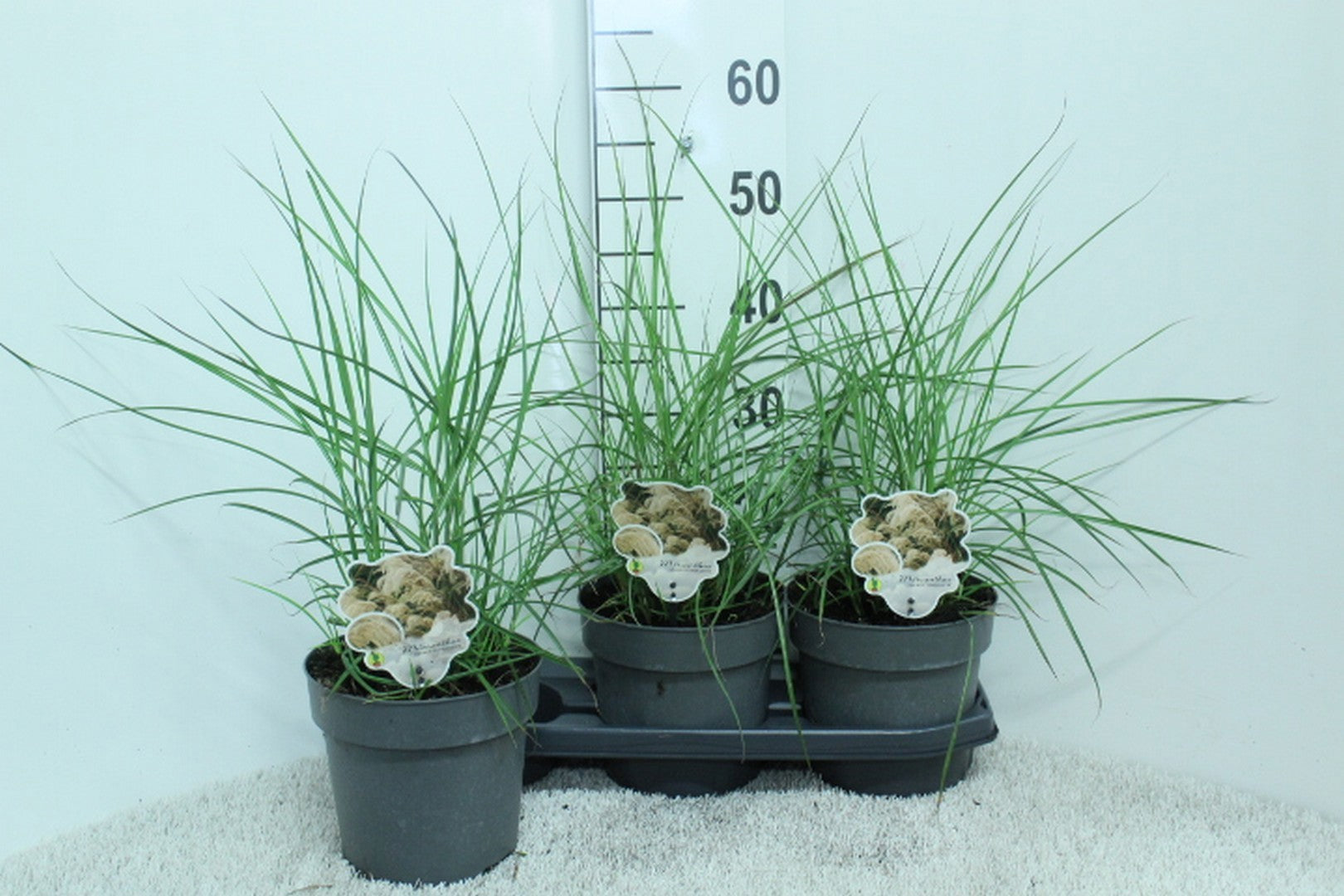 Miscanthus sinensis Ferner Osten 60cm 19cm Pot