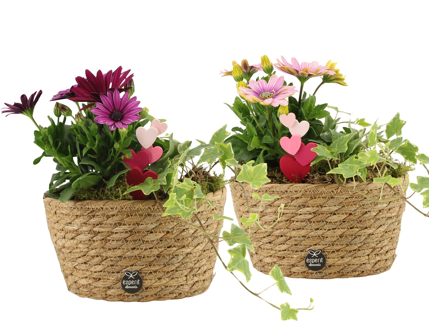 Outdoor arrangement 22cm 17cm Pot