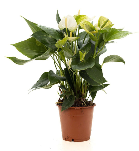 Anthurium andraeanum 45cm 12cm Pot