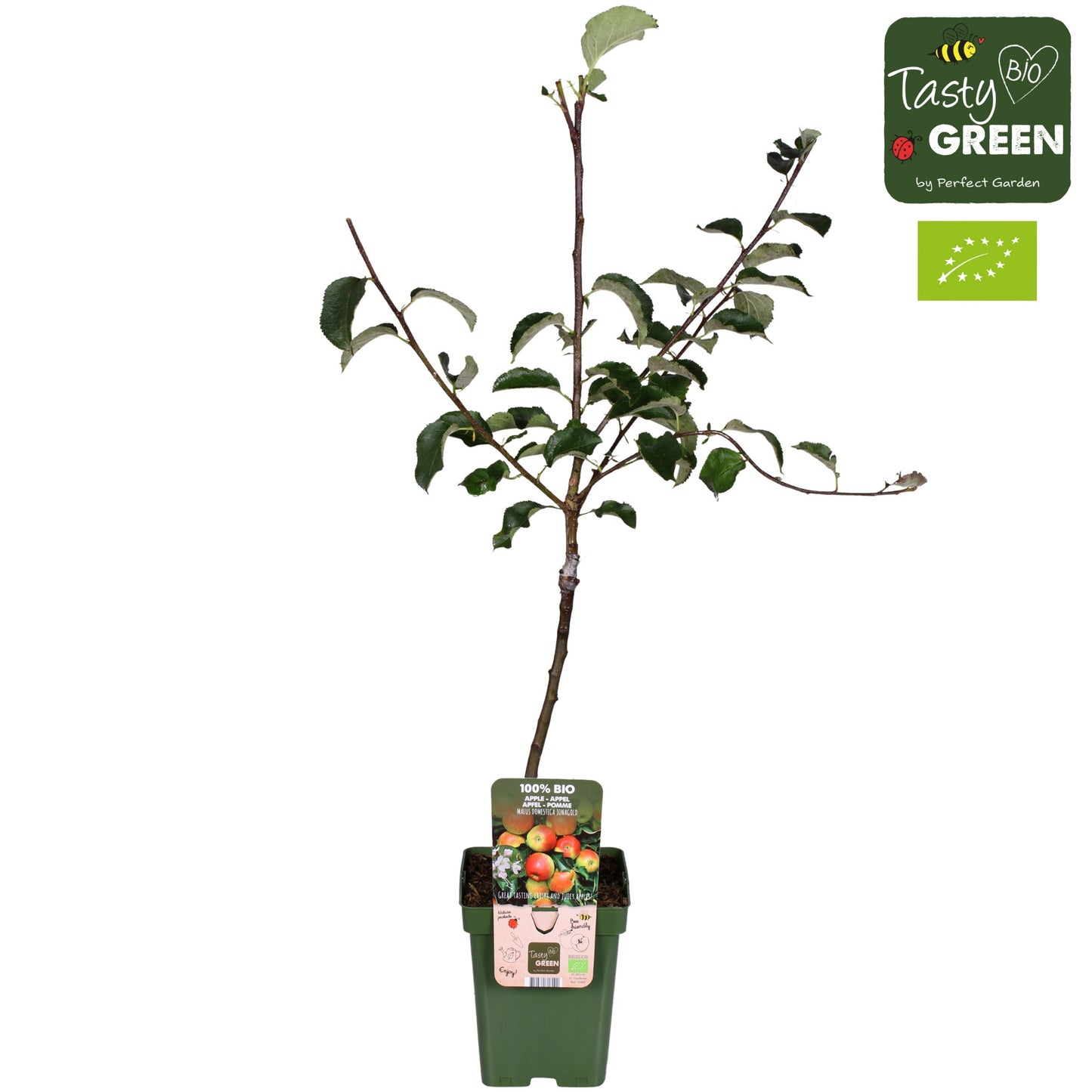 Malus domestica (Apple) espalier 100cm 23cm Pot