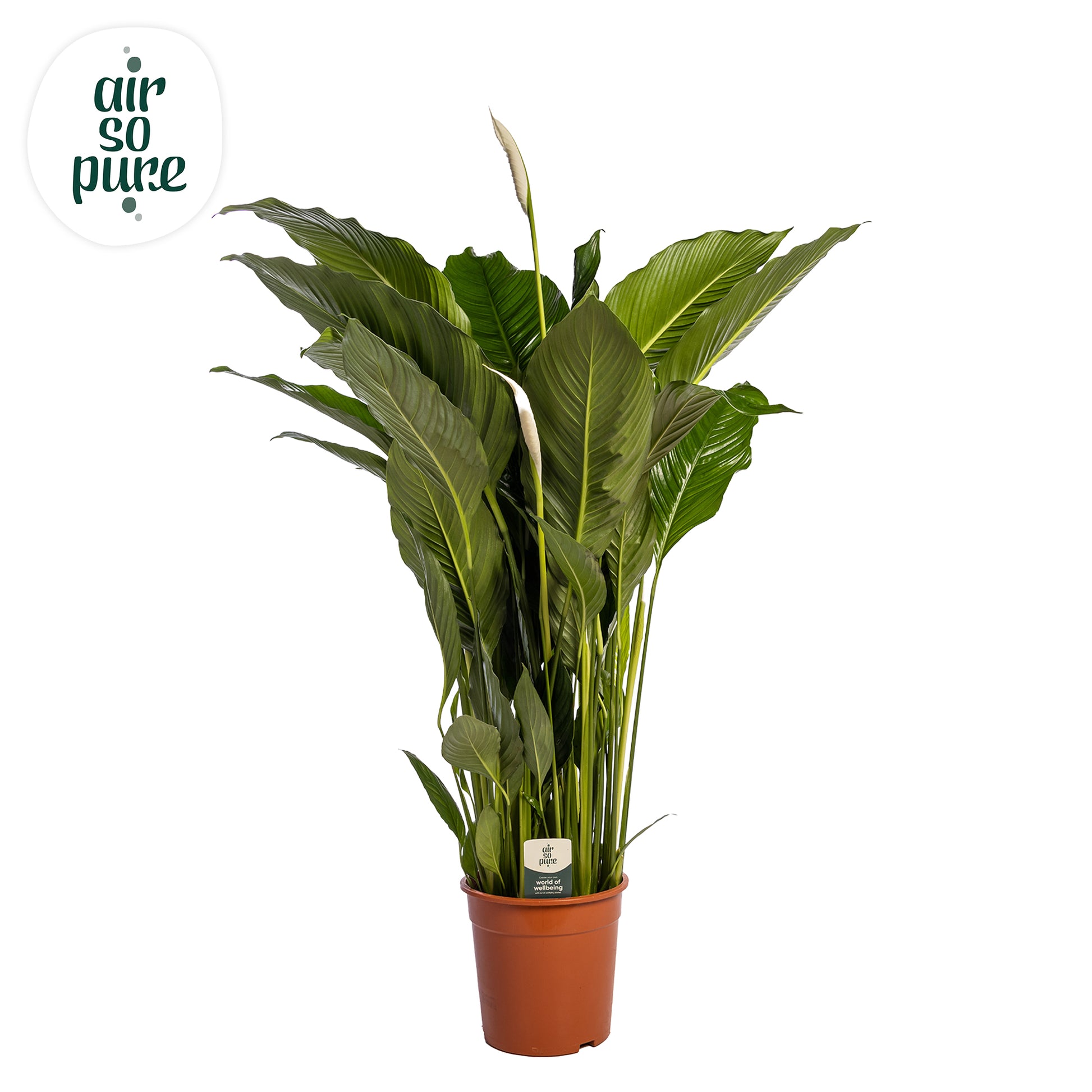 Spathiphyllum Sweet Sebastiano 140cm 27cm Pot