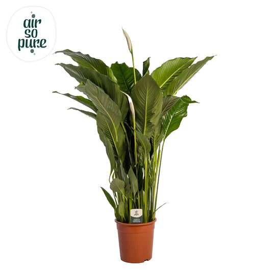 Spathiphyllum Sweet Sebastiano 140cm 27cm Pot