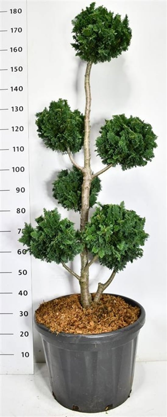 Chamaecyparis Wisselii 180cm 48cm Pot