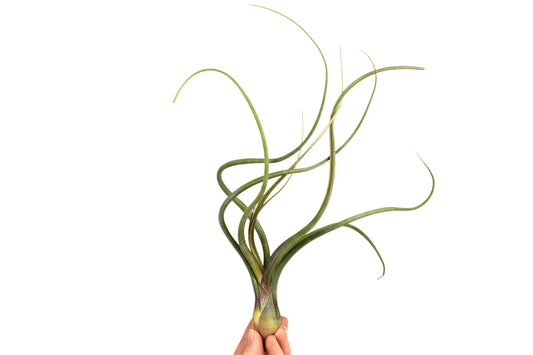 Tillandsia ionantha 15cm 6cm Pot