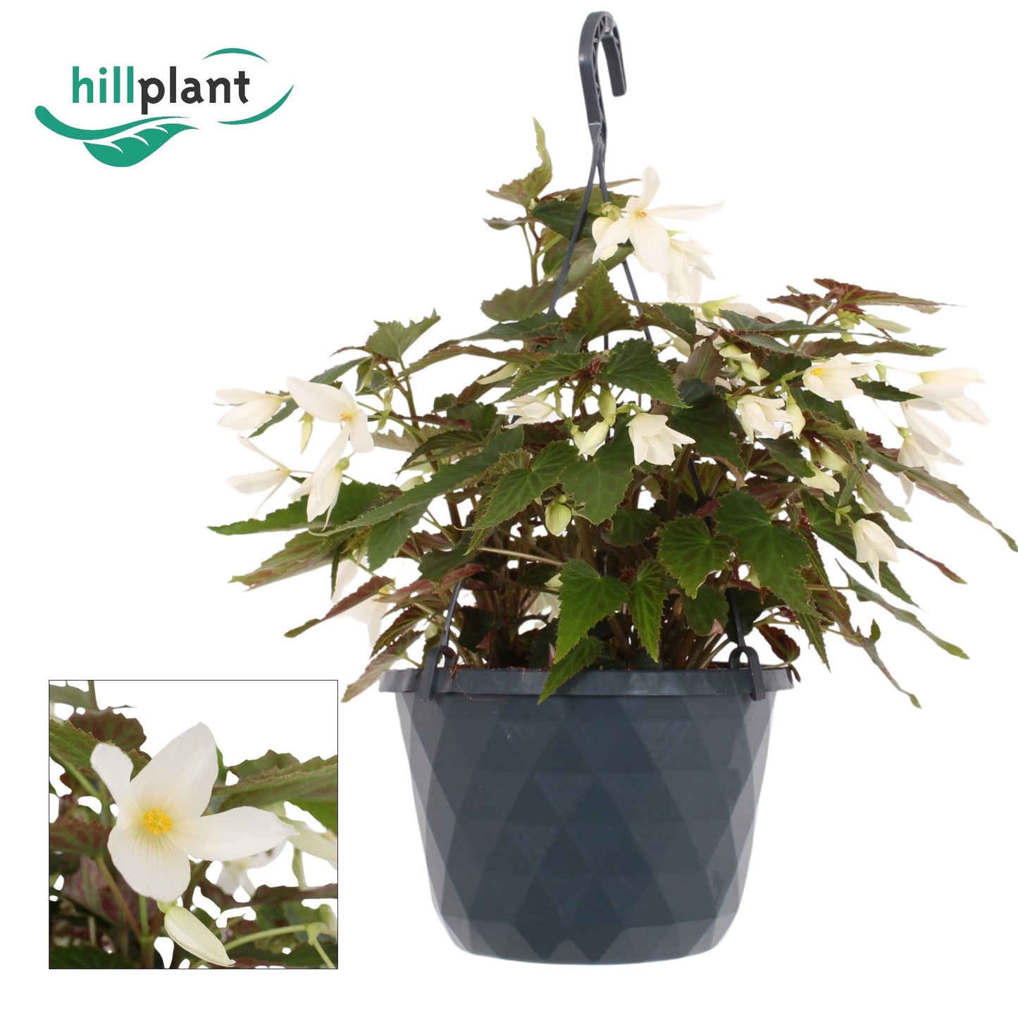 Begonia bol. Crackling Fire White 40cm 23cm Pot