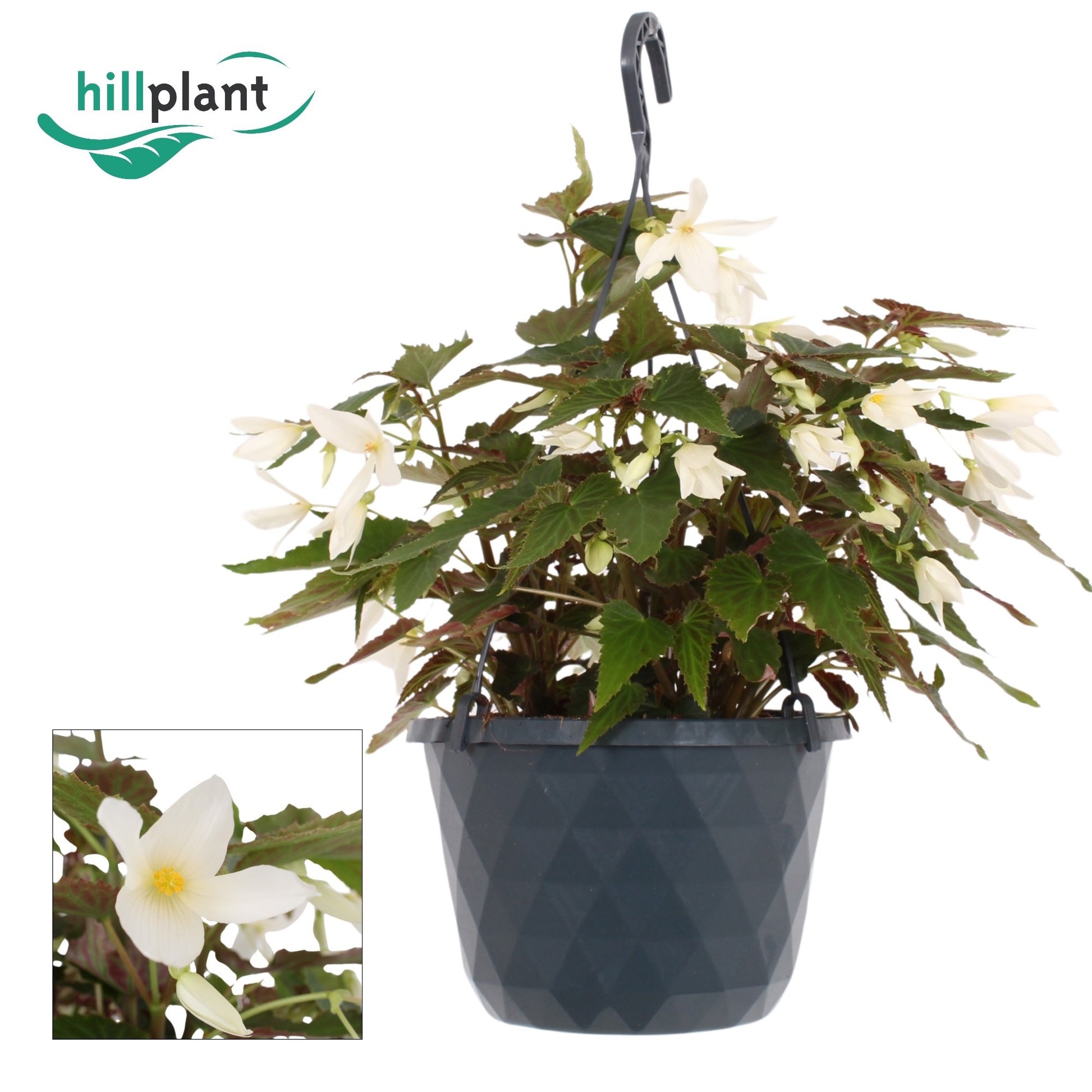 Begonia bol. Crackling Fire White 40cm 23cm Pot