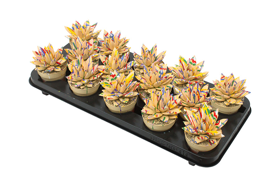 Echeveria colored Splash orange 11cm 8.5cm Pot