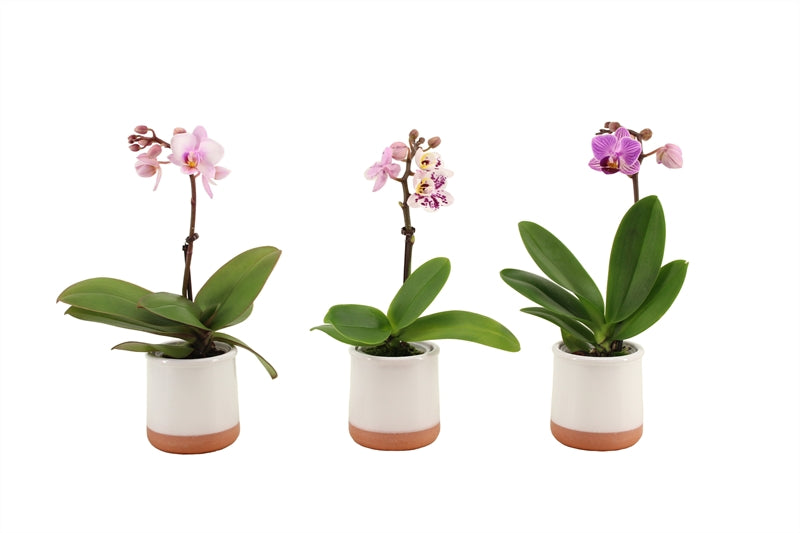 Phalaenopsis hybrid 25cm 6cm Pot