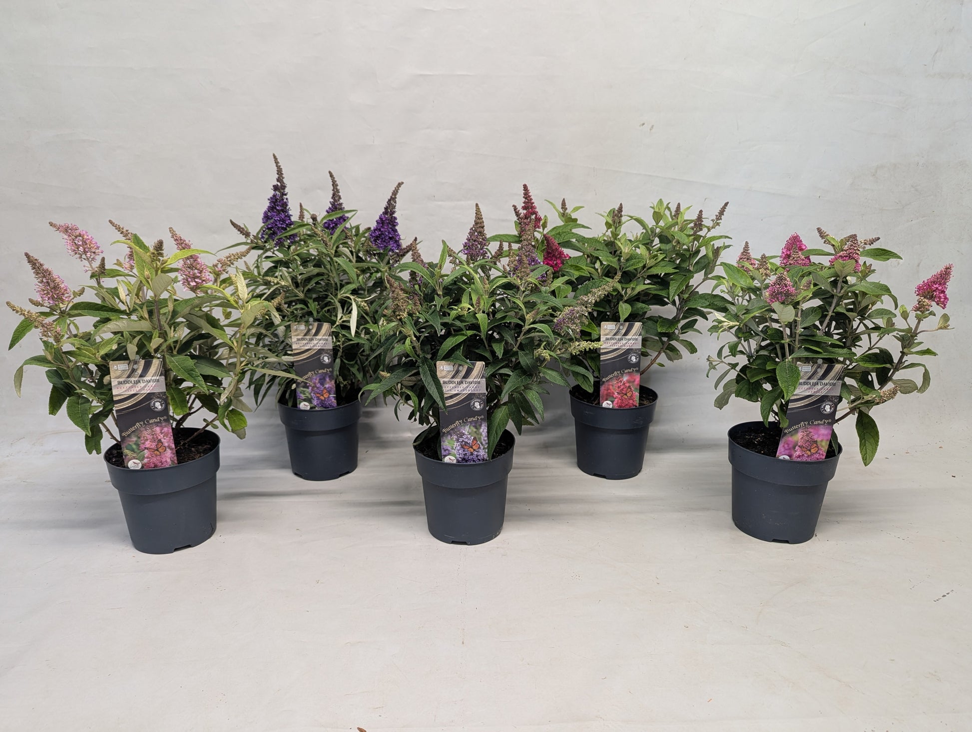 Buddleja davidii Trio (3 colours/1 pot) 40cm 15cm Pot