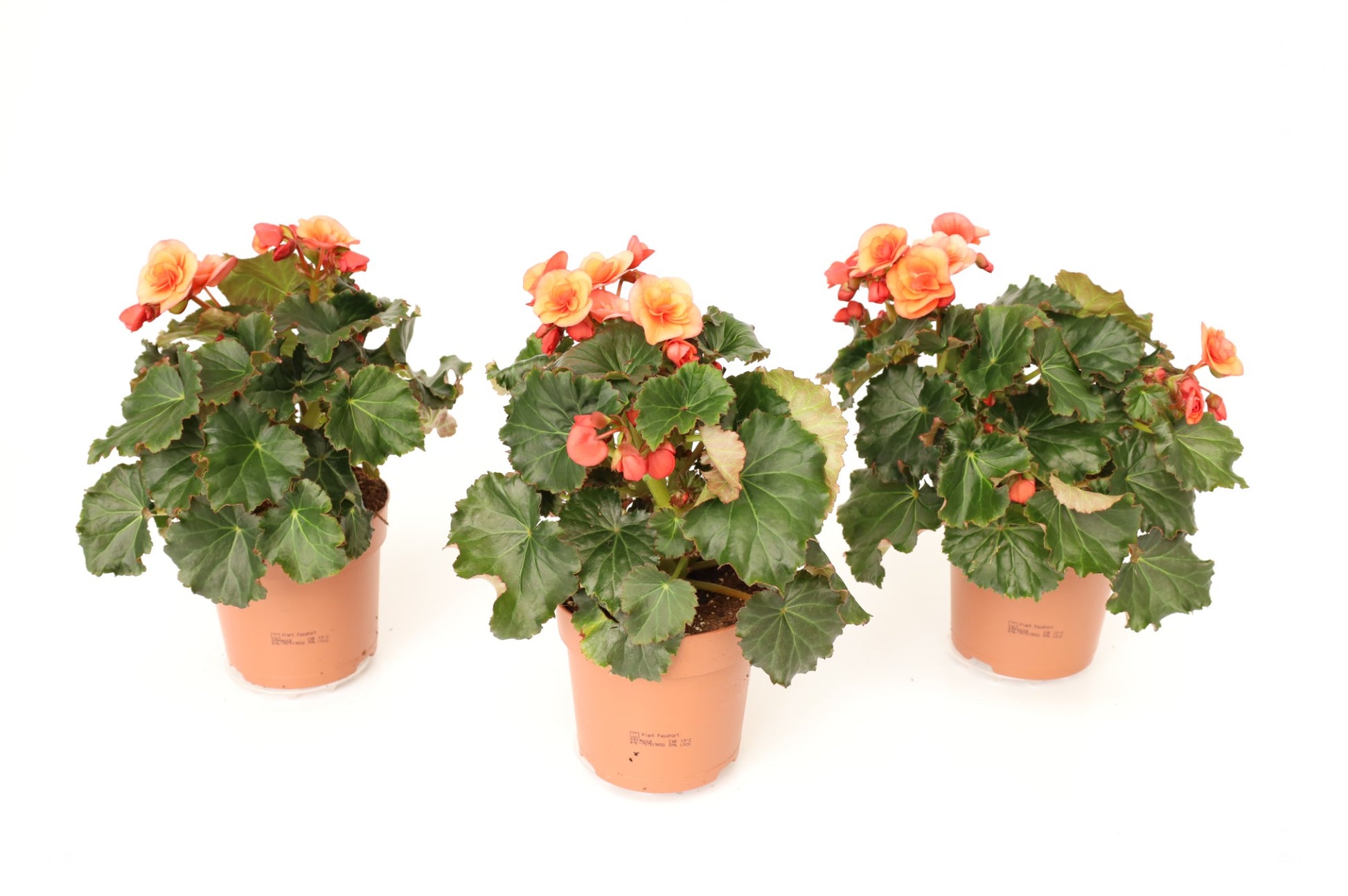 Begonia glory garden orange 25cm 13cm Pot