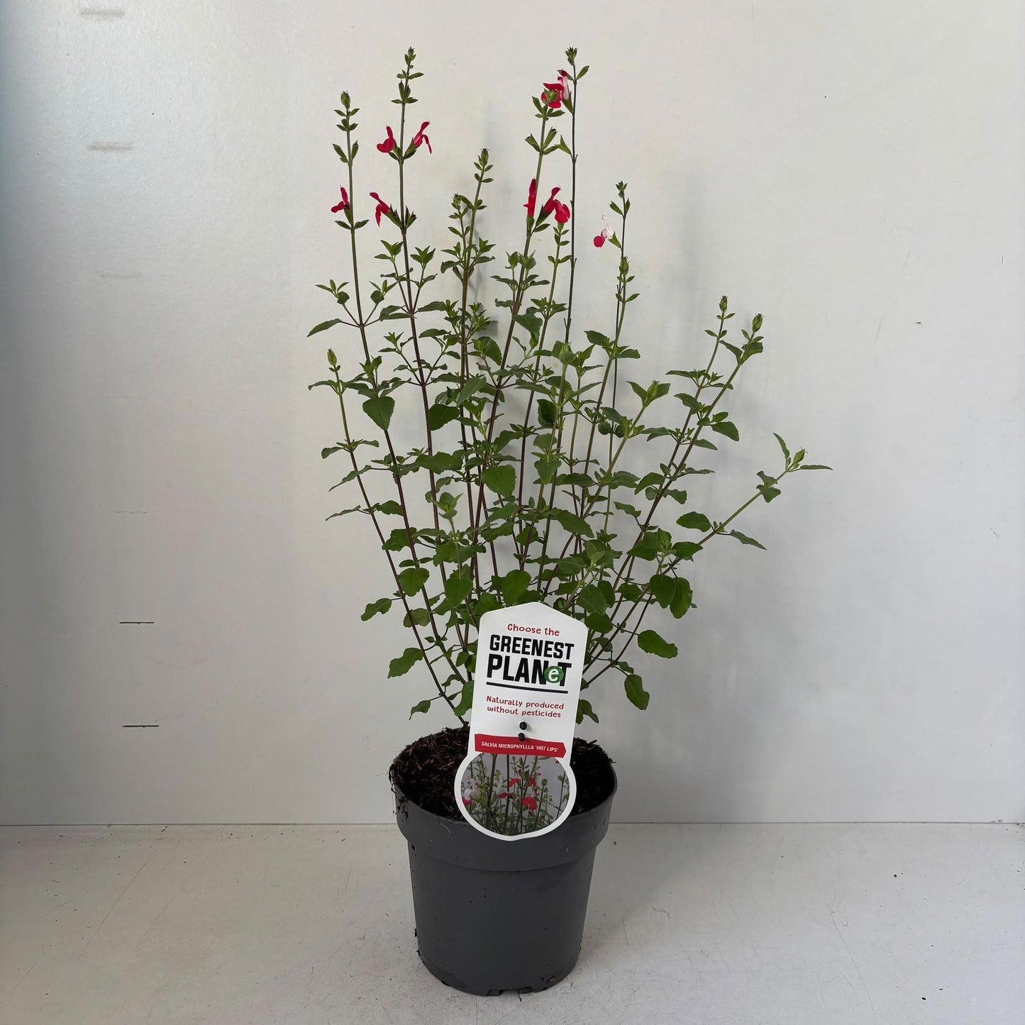 About Plants Zundert BV Salvia mic. Hot Lips Pack of 1