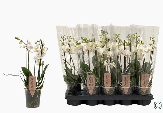 Phalaenopsis multiflora white 38cm 12cm Pot