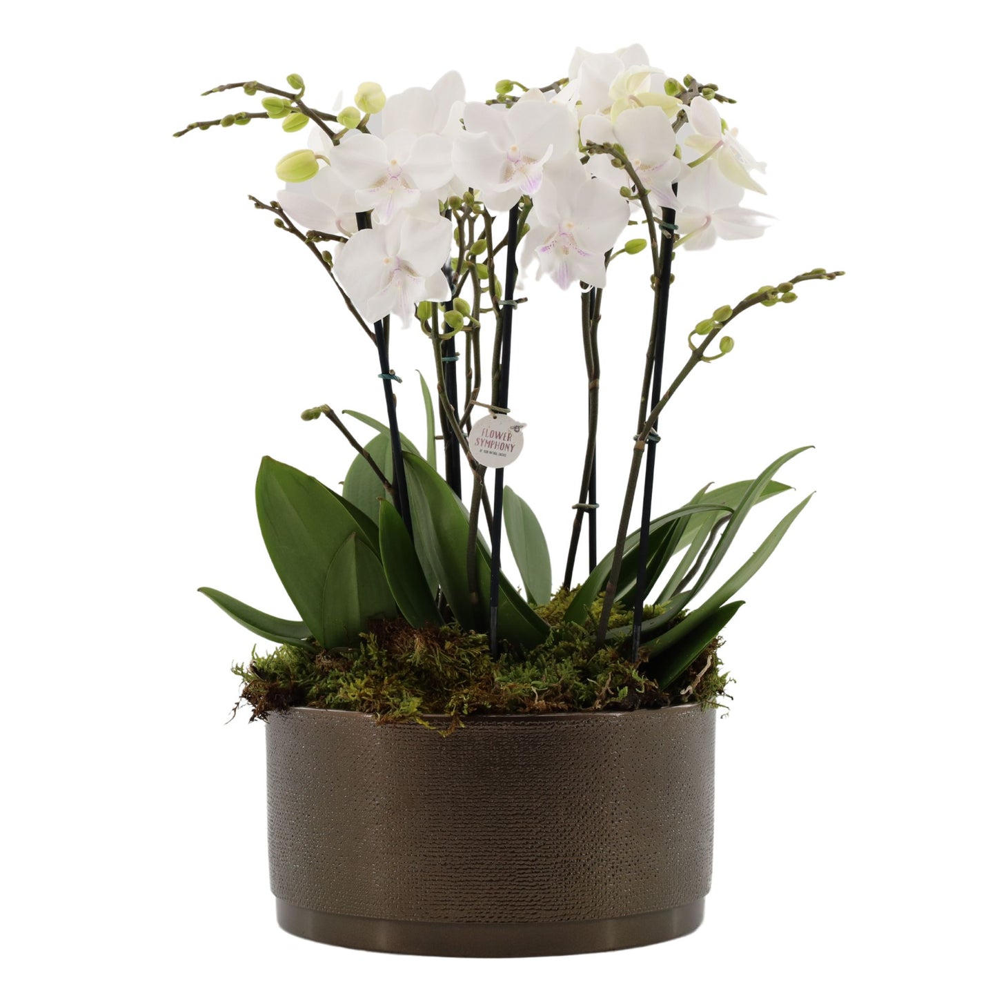 Phalaenopsis white 50cm 27cm Pot