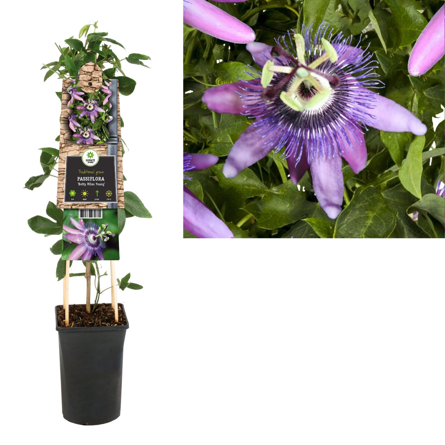 Starre BV, van der Passiflora Betty Miles Young Pack of 4
