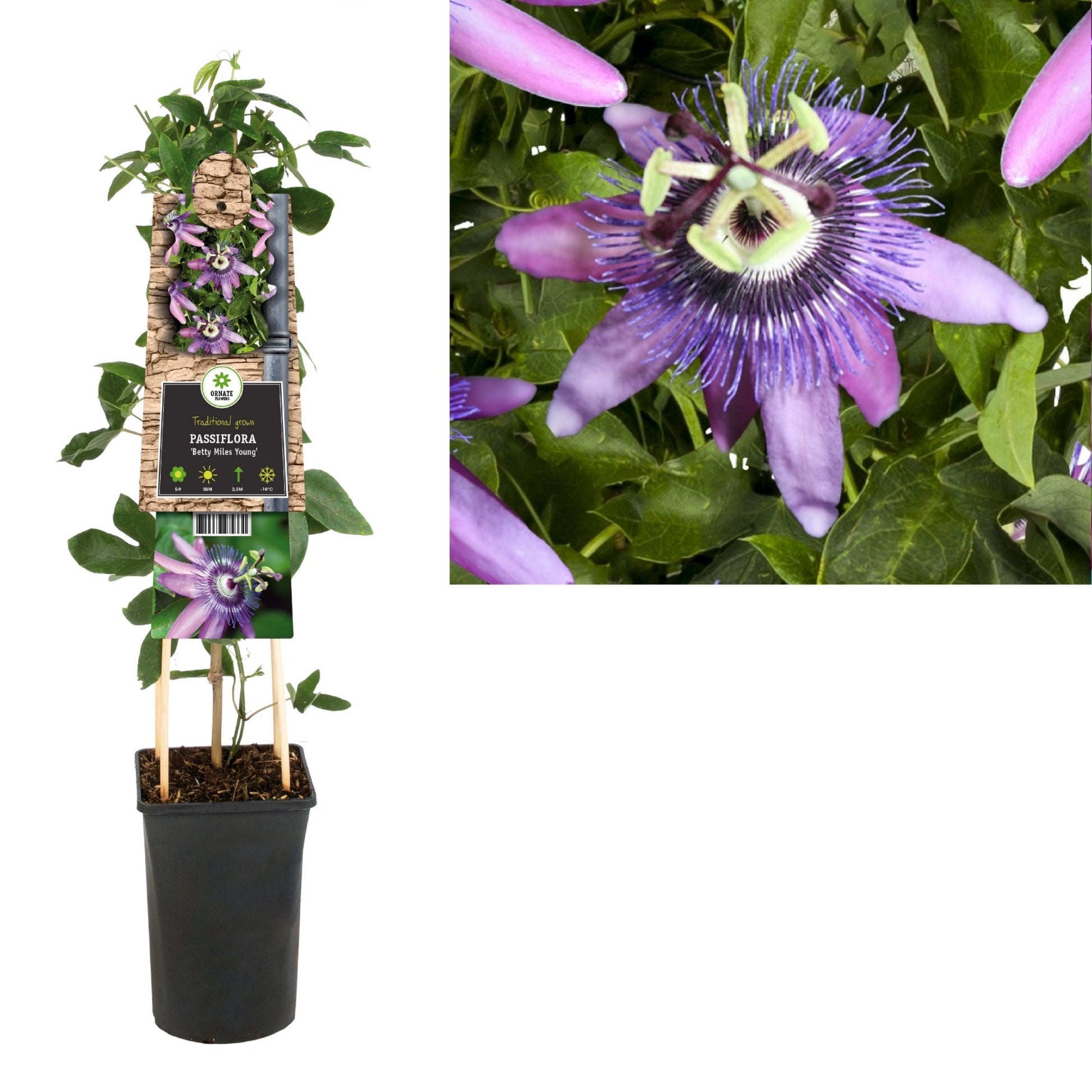 Starre BV, van der Passiflora Betty Miles Young Pack of 4