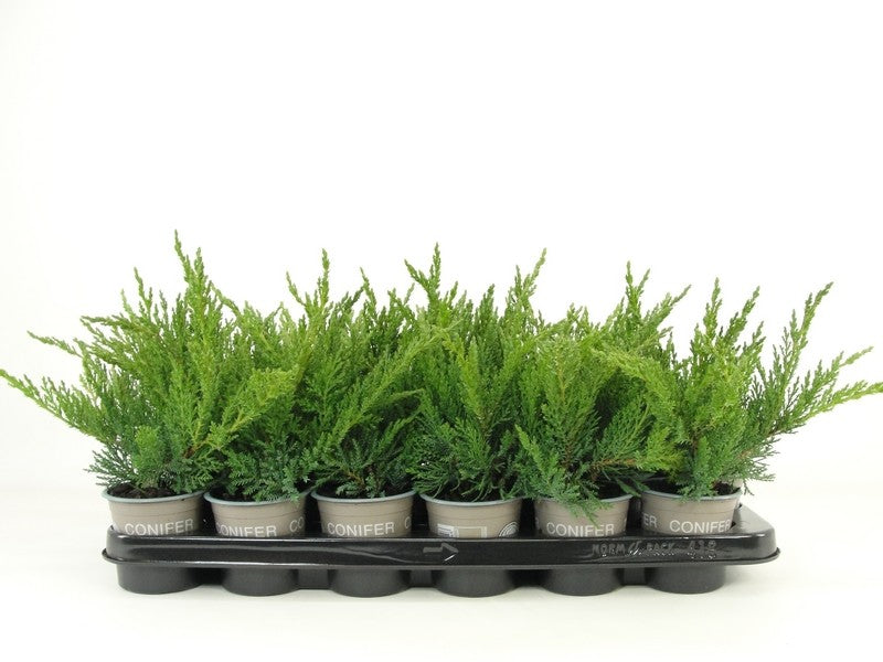 Juniperus sab. Tamariscifolia 15cm 9cm Pot