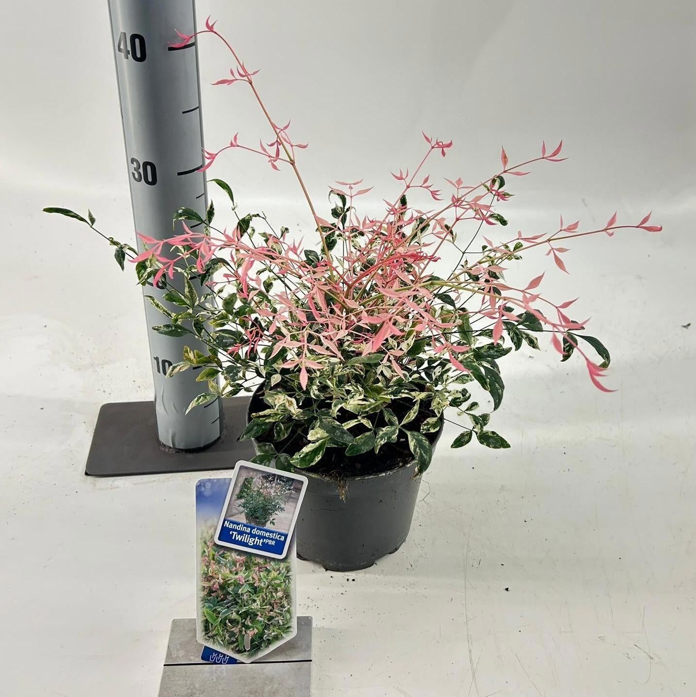 Nandina domestica 20cm 17cm Pot