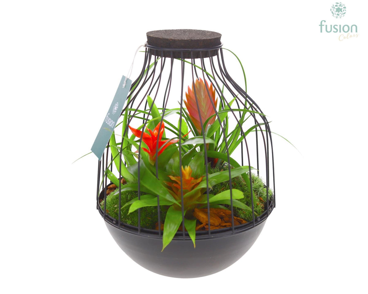 arr. Bromelia 25cm 19cm Pot