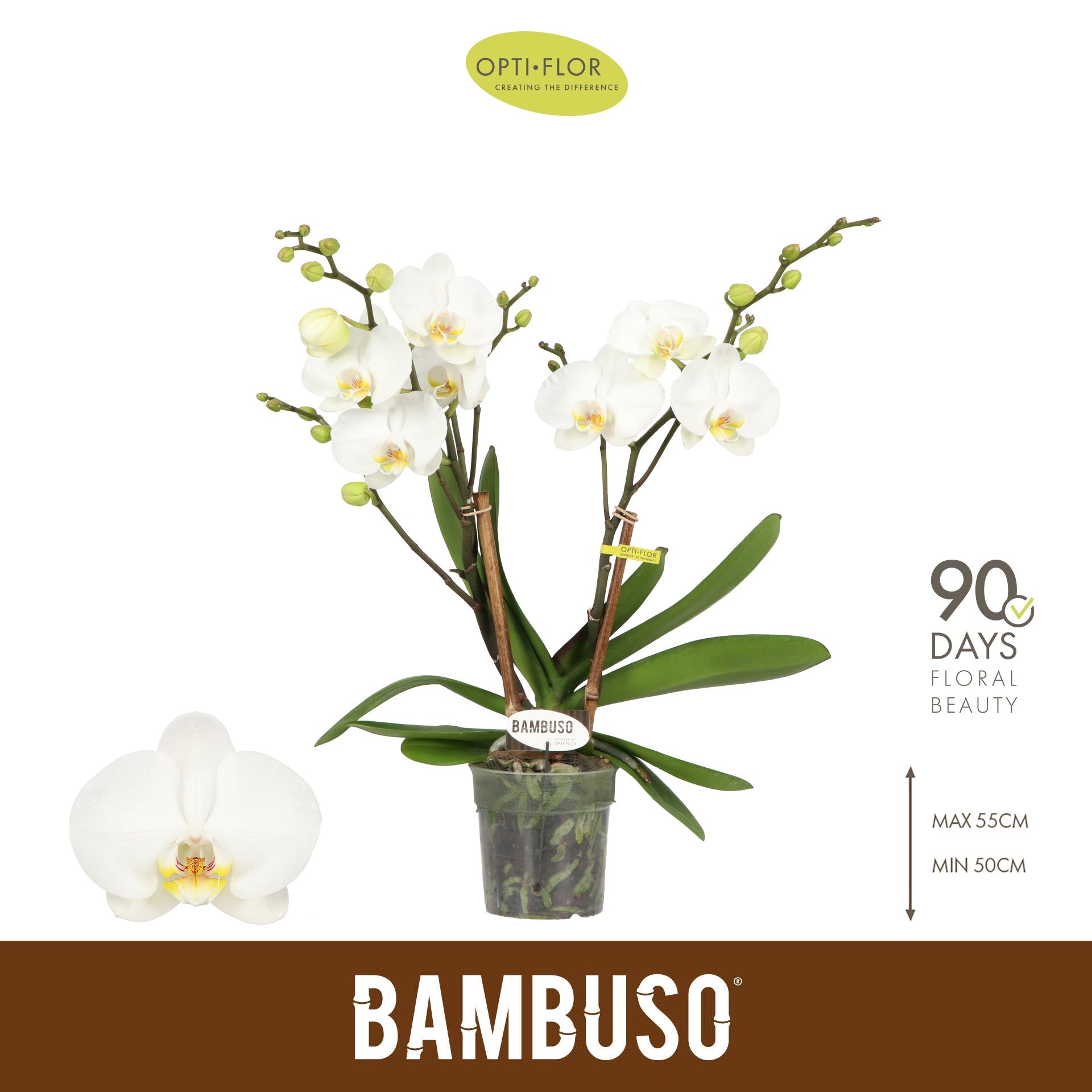Phalaenopsis Bambuso Inyo 55cm 12cm Pot