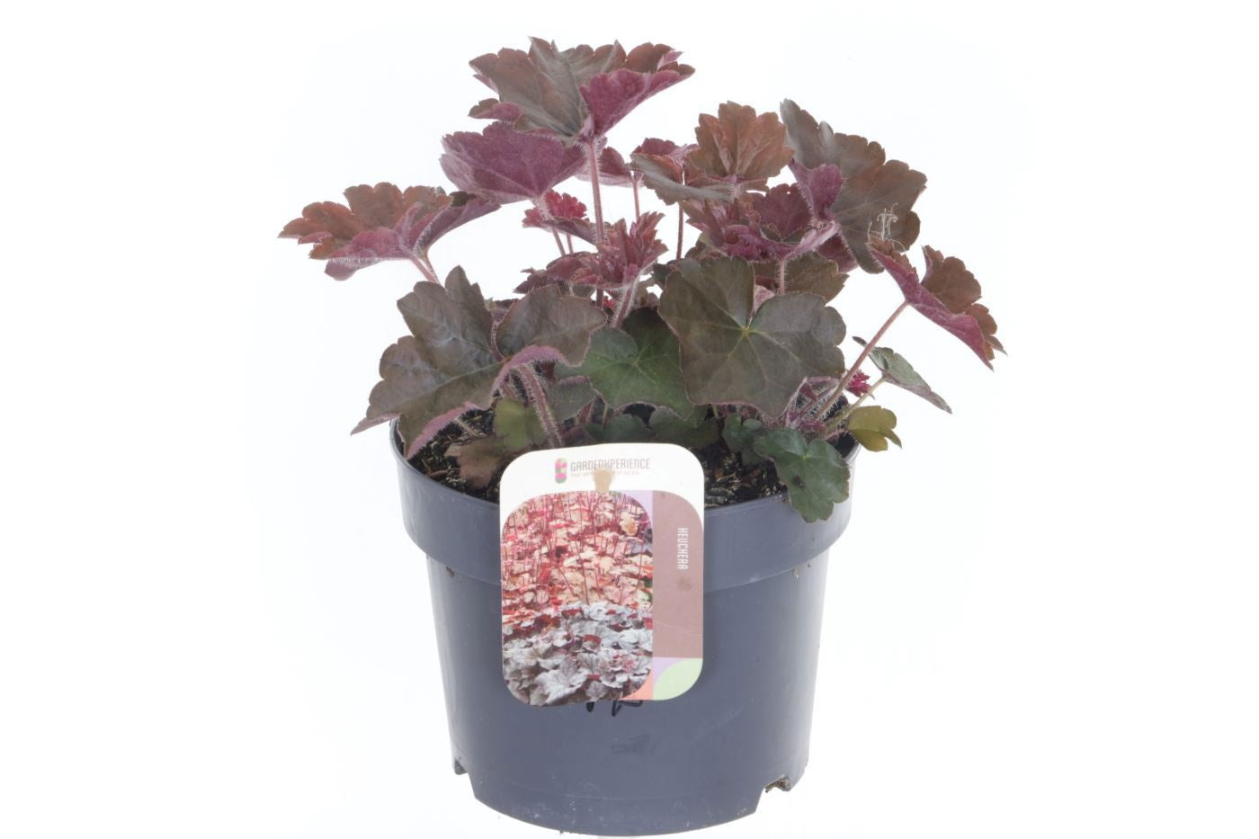 Heuchera Palace Purple 25cm 17cm Pot