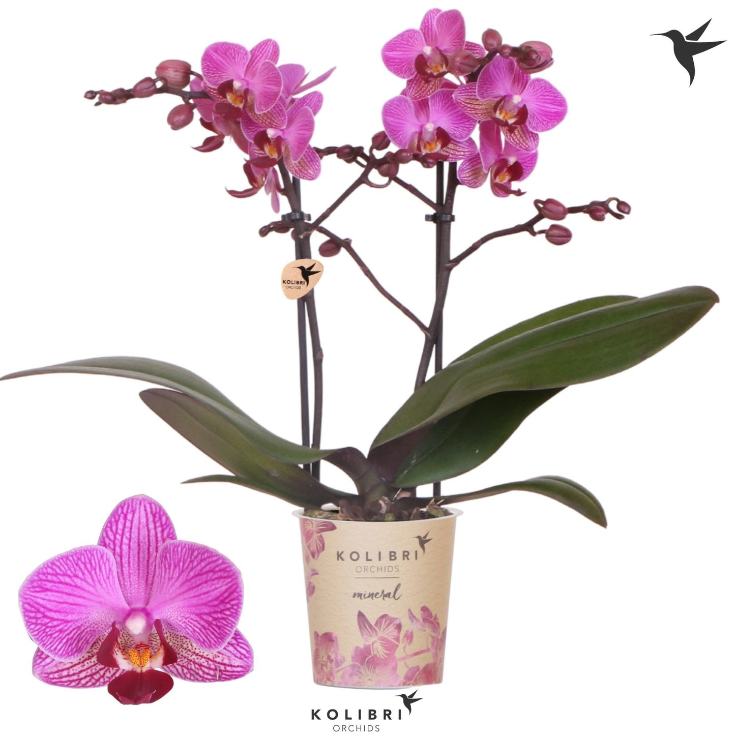 OK Plant Phalaenopsis mf. Perceval Pack of 12