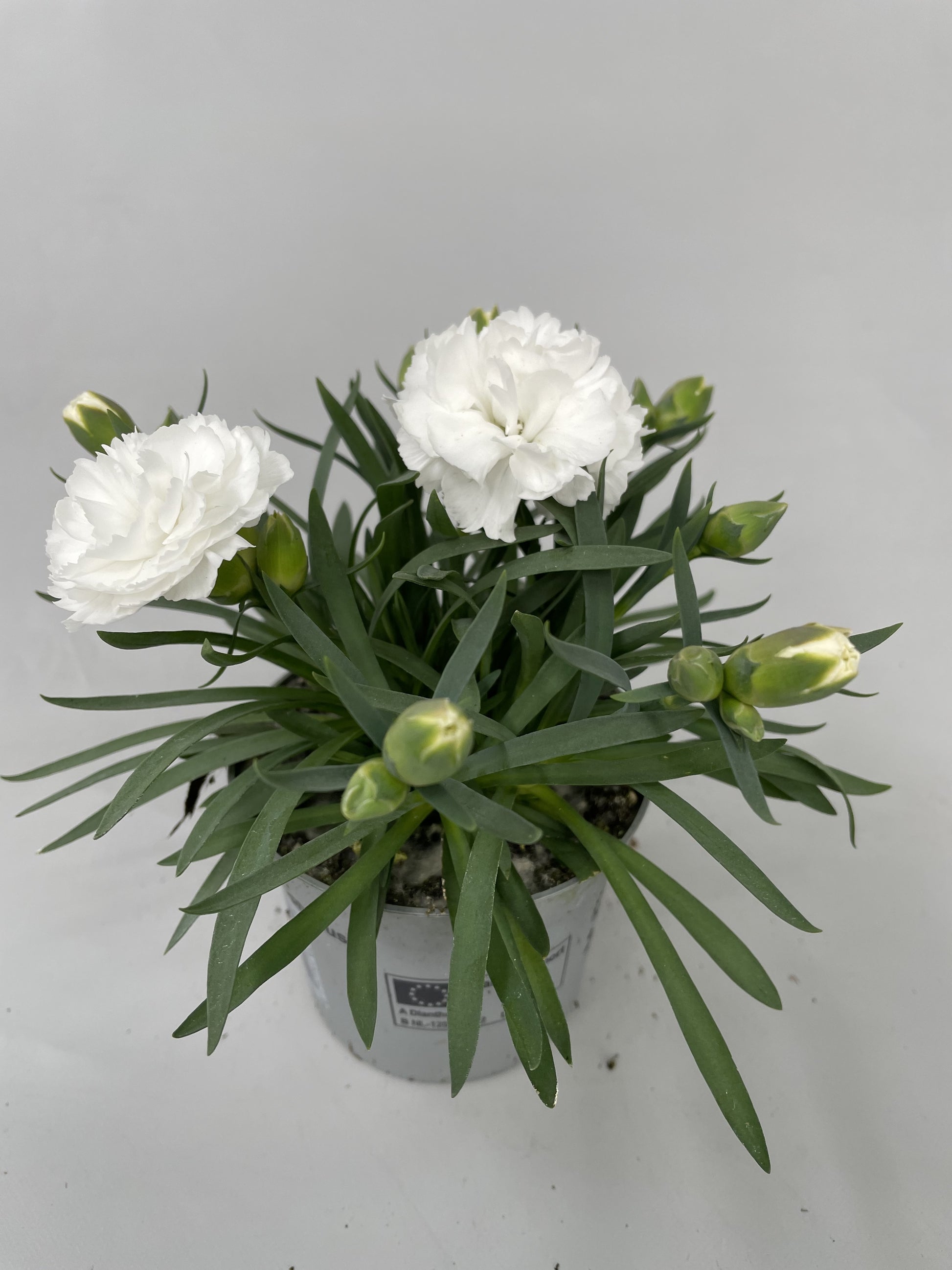 Dianthus Super Trouper Whitney 20cm 9cm Pot