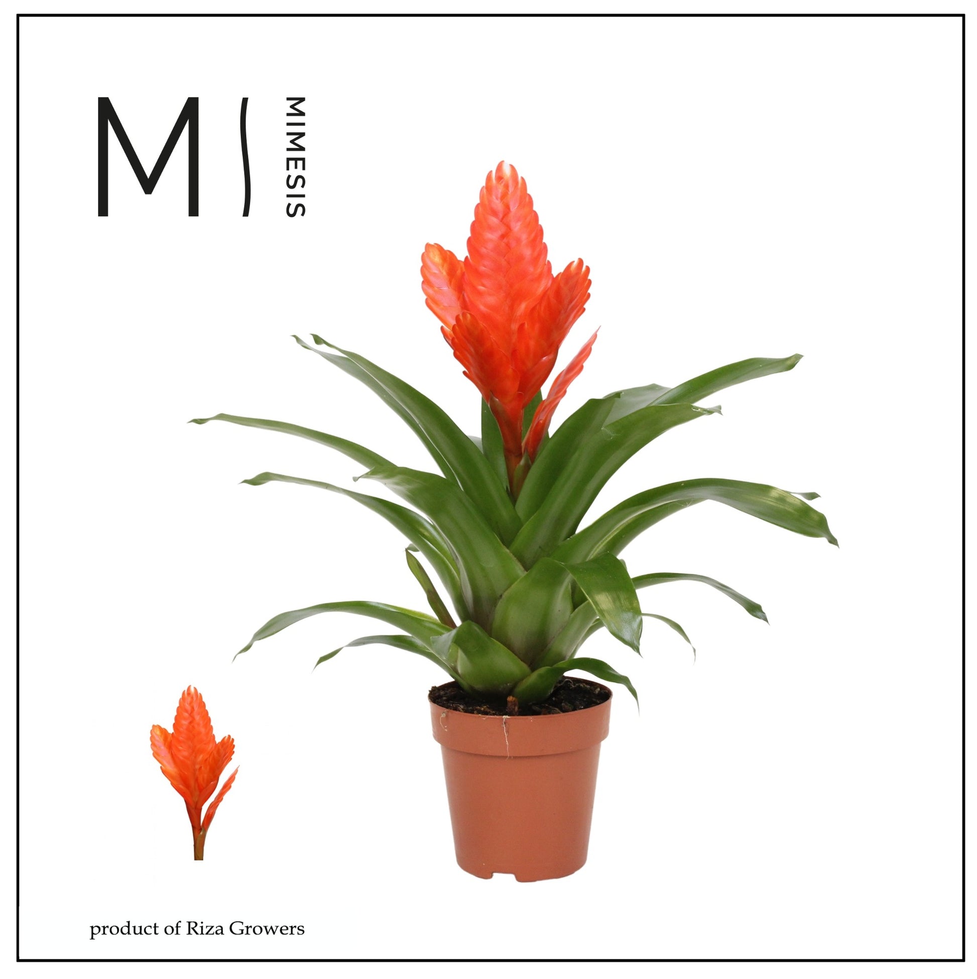 Vriesea Intenso Orange 42cm 12cm Pot