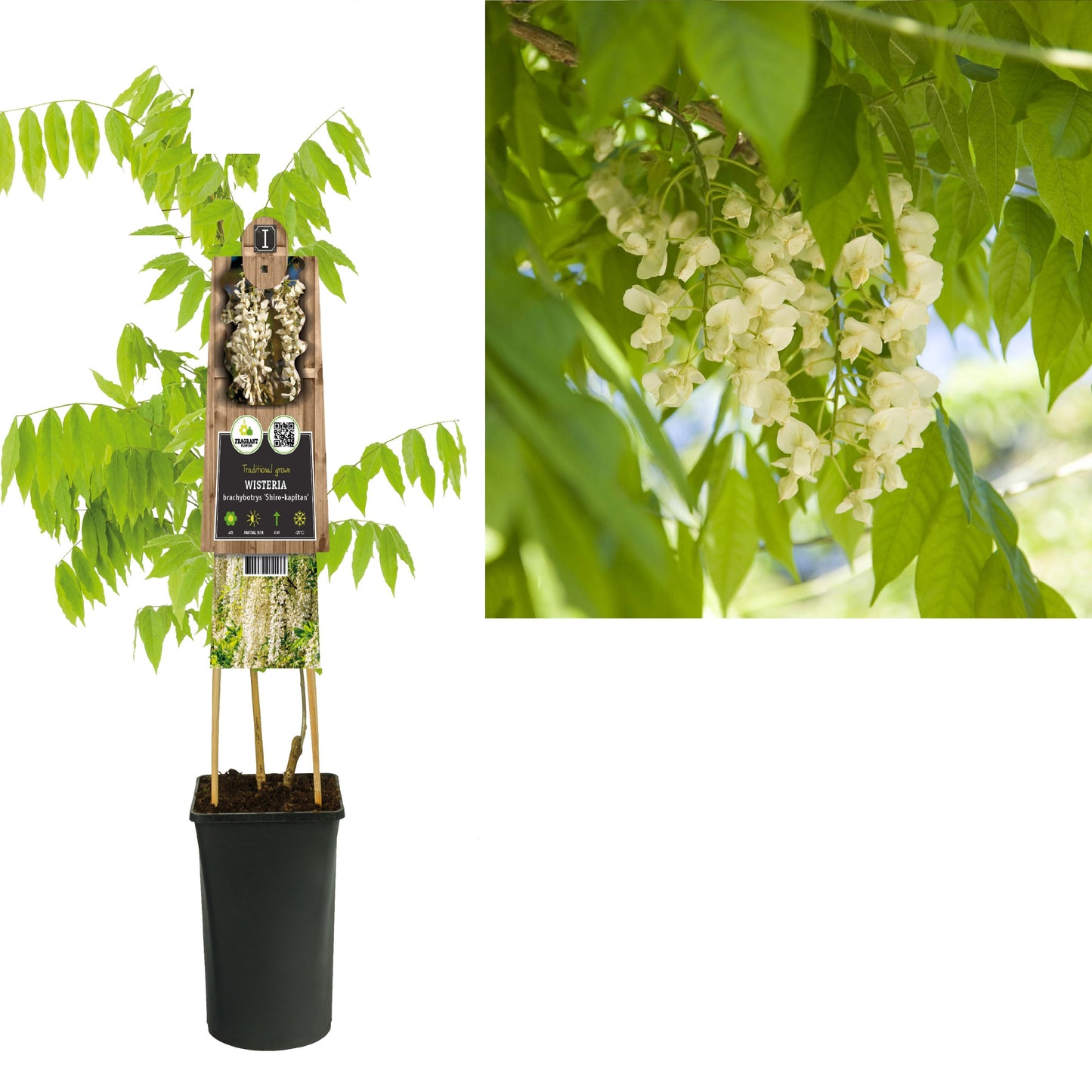 Wisteria brach. Shiro kapitan 75cm 17cm Pot
