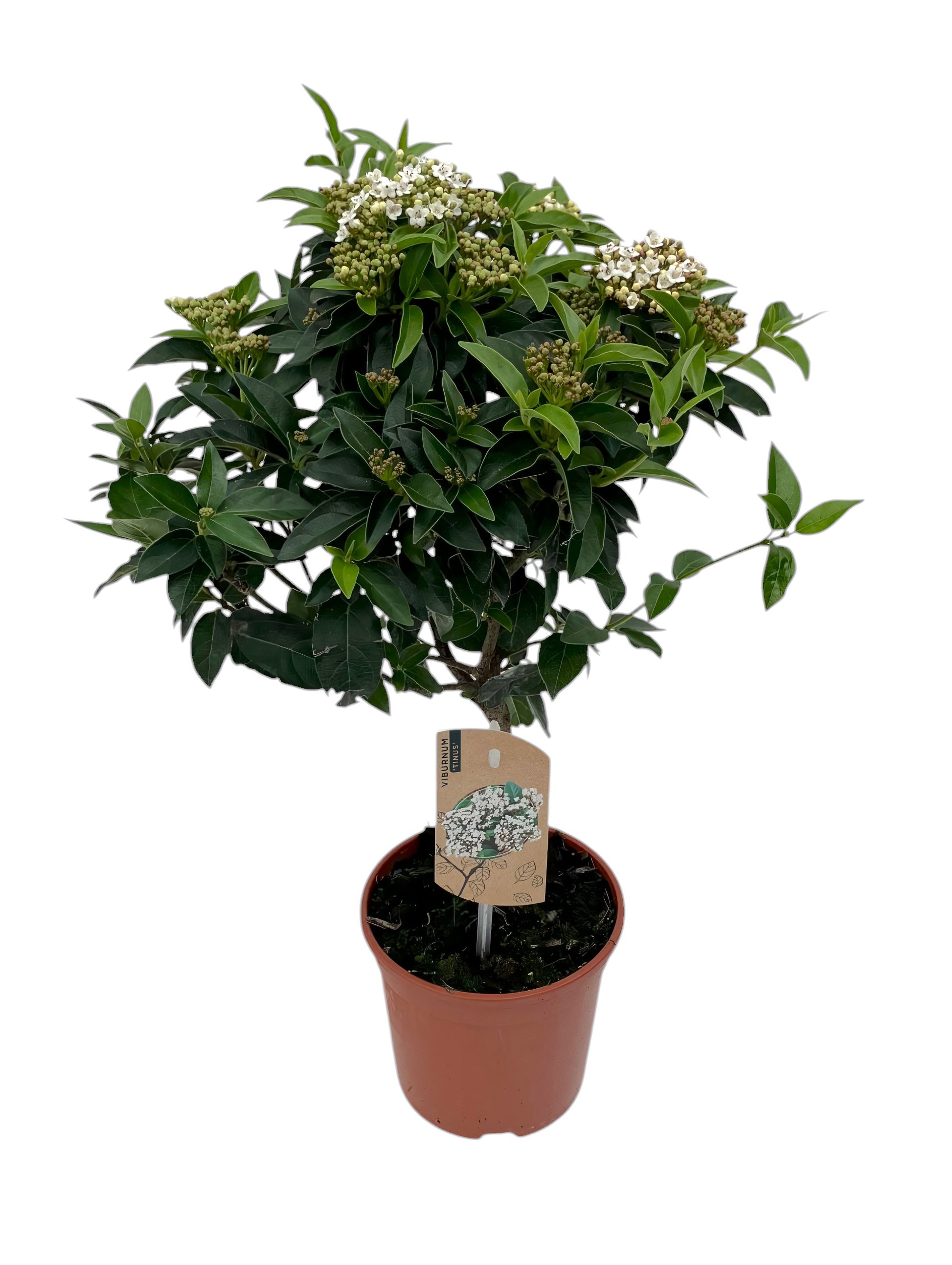 Viburnum tinus Gwenllian 45cm 14cm Pot