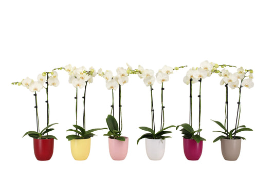 Phalaenopsis white 60cm 12cm Pot