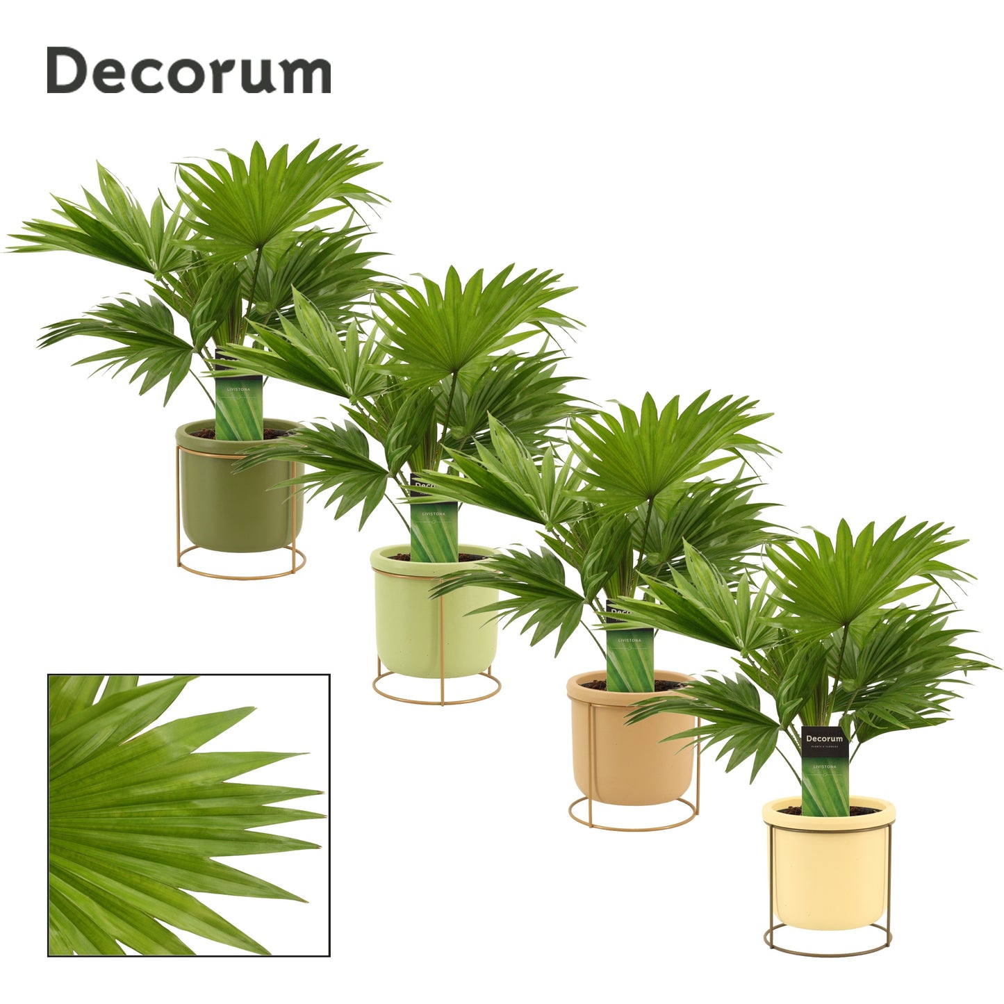 Duijn-Hove BV, kwekerij Livistona rotundifolia Pack of 4