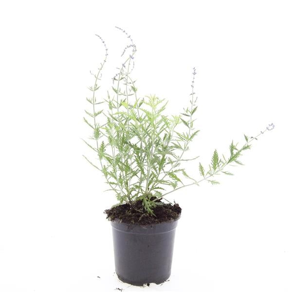 Boer, W.T.M. de Perovskia Blue Spire Pack of 8