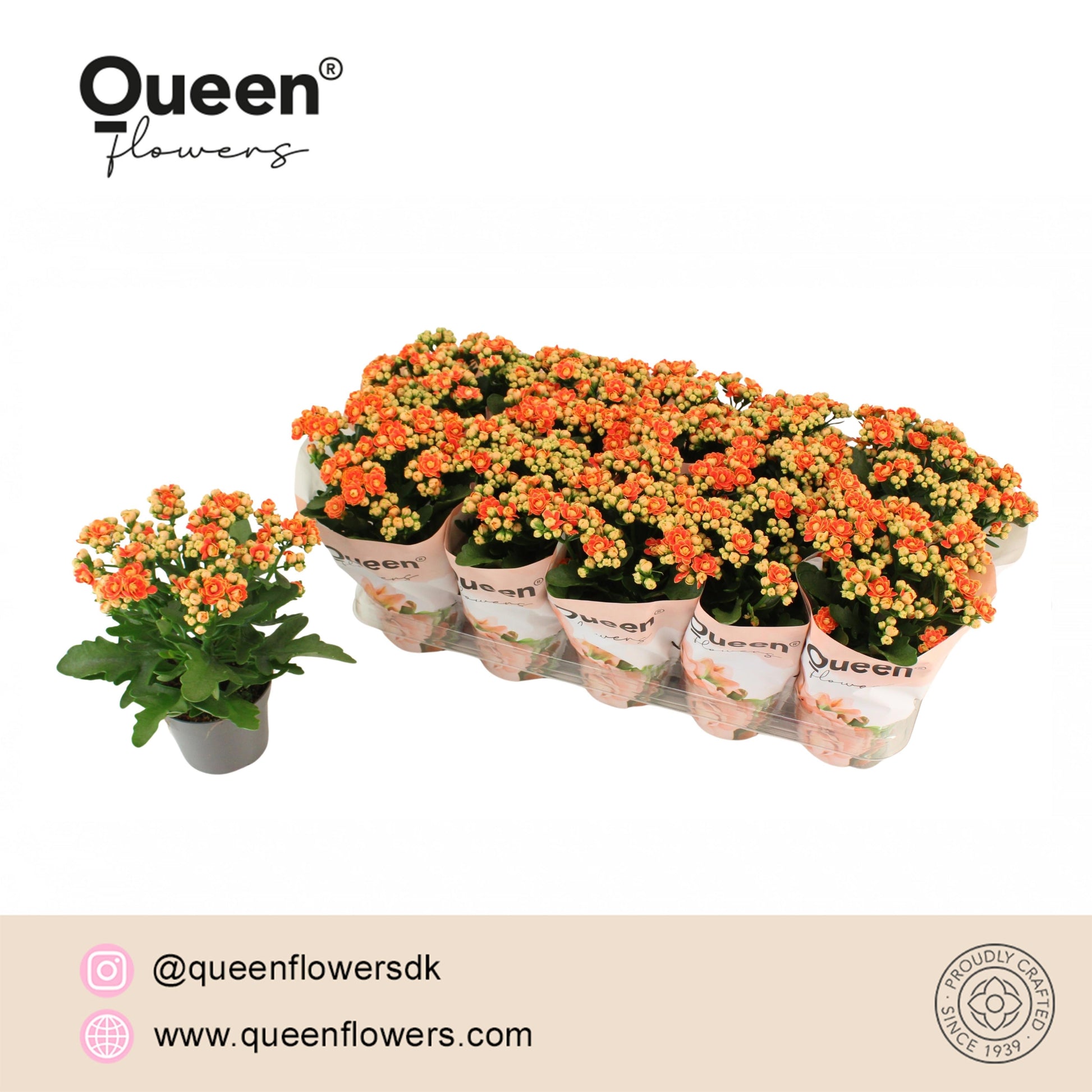 Pligt Professionals BV Kalanchoe More Flowers Geneva Pack of 10