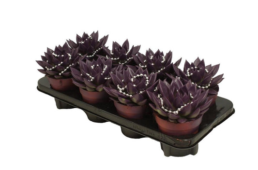 Echeveria colored purple 15cm 12cm Pot