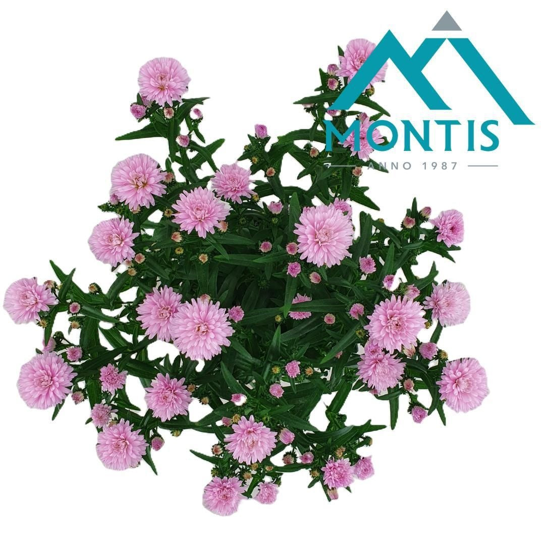 Aster nb. Showmakers Baby Pink 30cm 14cm Pot