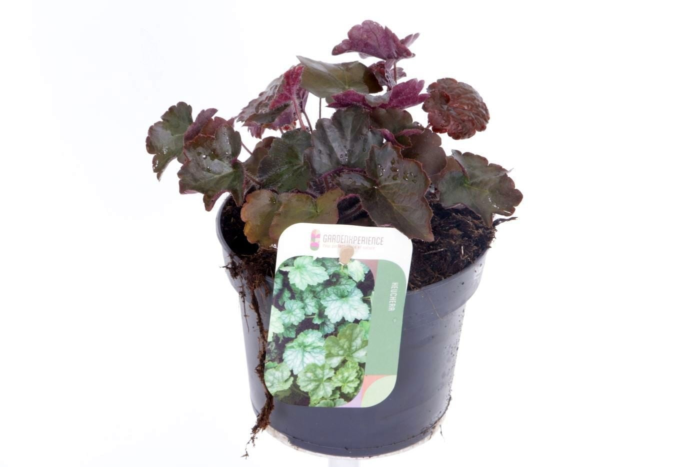 Heuchera Palace Purple 15cm 13cm Pot